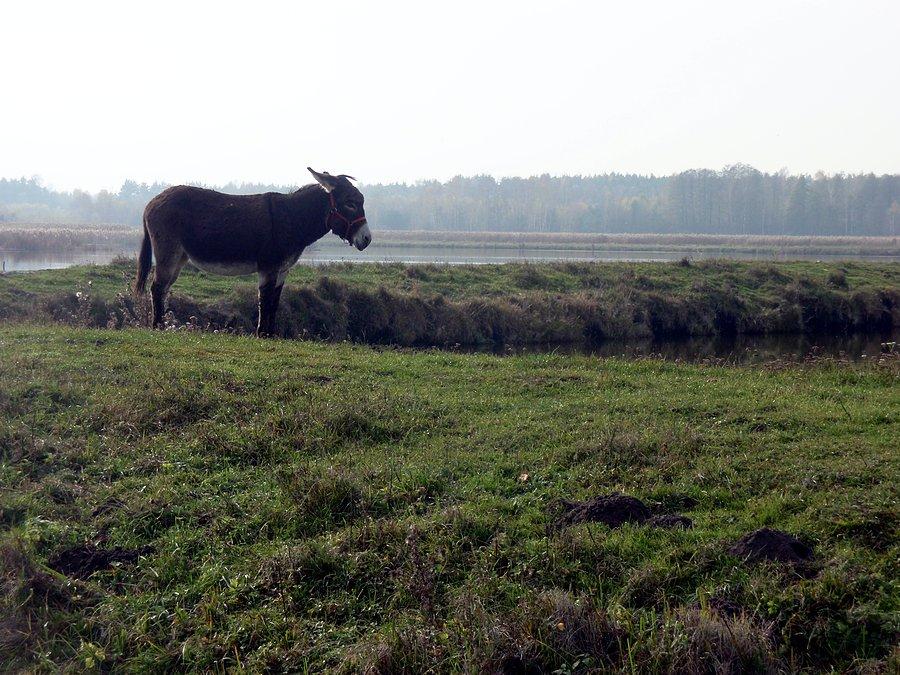 Osioł na grobli