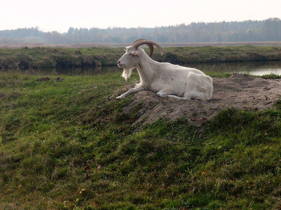 Biały kozioł