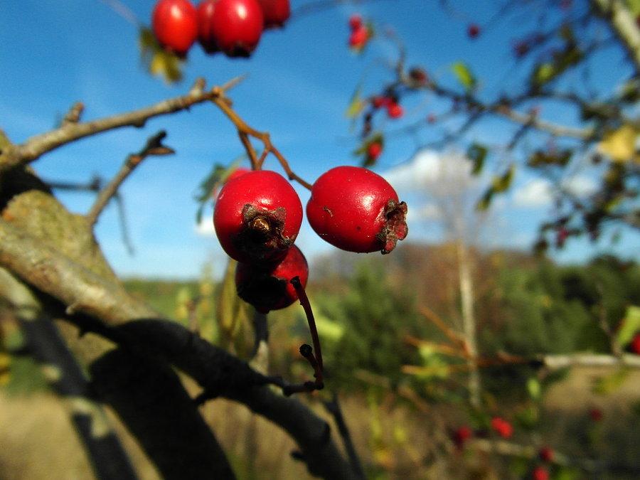 Macro