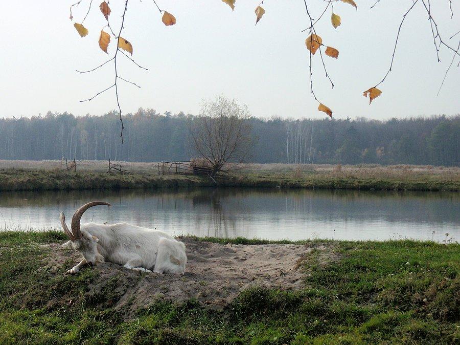 Kozioł w Cielętnikach