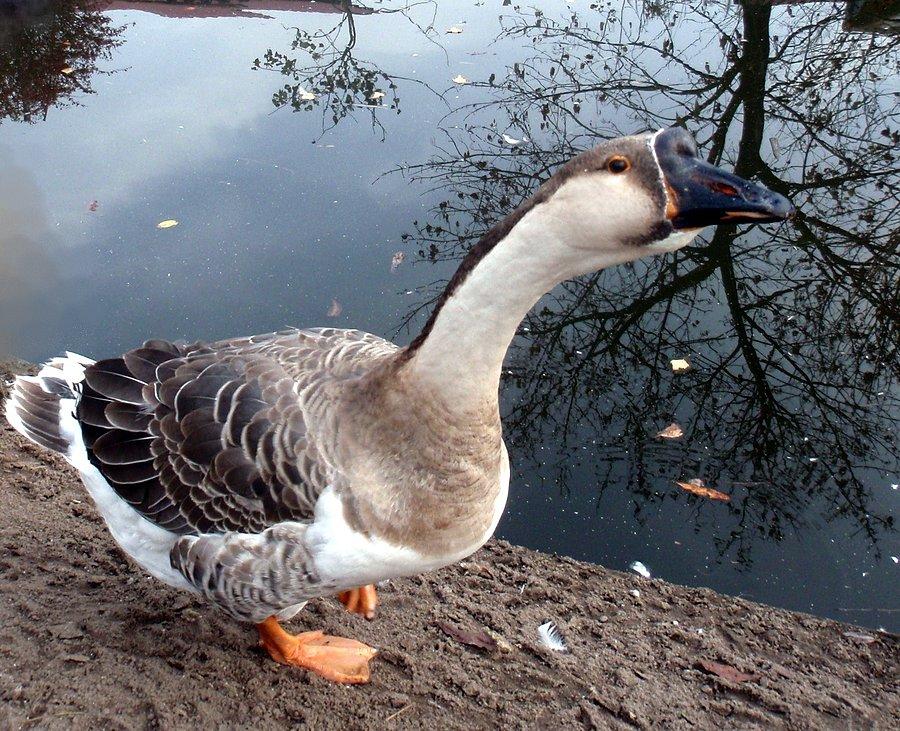 Gęś łabędzionosa, Cielętniki