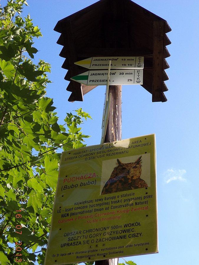 Ostoja puchacza wokół szczytu Grzybowca