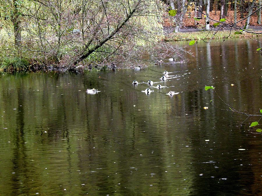 Kaczki pędzą ku brzegowi licząc na dożywianie - Uroczysko 4 listopada 13 r