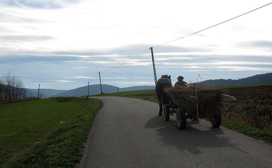 Trening z koniem