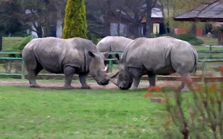 Nosorożce z Chorzowskiego Zoo
