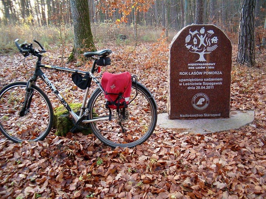 08.11.2013.Przy tablicy upamiętniającej sadzenie drzewek w Leśnictwie Szpęgawsk, Rok Lasów Pomorza w 2011