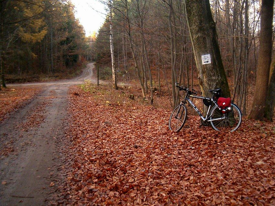 08.11.2013. Jestem przed krzyżówką leśną, prosto droga na Boroszewo, w lewo droga na Ciecholewy, w prawo droga na Wędkowy (czarny szlak rowerowy) i tą właśnie drogą pojadę dalej.
