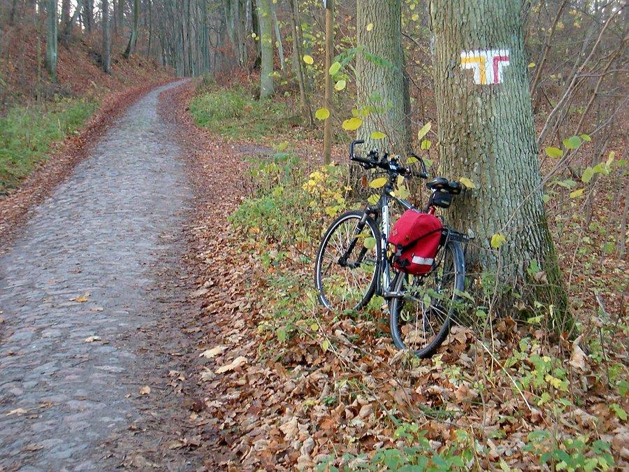 08.11.2013. Jestem przed krzyżówką szlaków turystycznych żółtego i czerwonego, jadę dalej prosto ku szlakowi czarnemu, znajduję się w południowo-zachodniej części lasów przy Jeziorze Zduńskim.