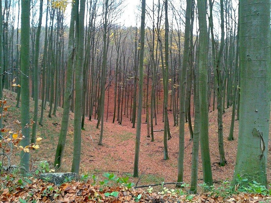 Doliny w puszczy