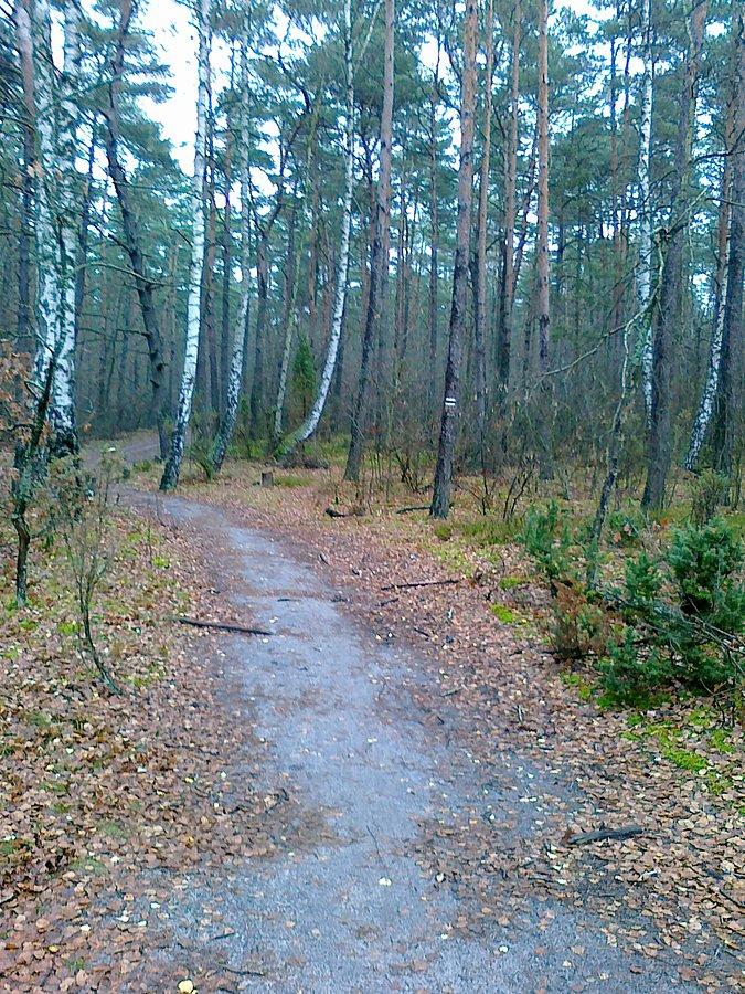 Obok leśnej drogi wiodła ścieżka
