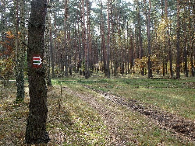 Dalej szlak prowadził przez Las Gdański równolegle ze Szlakiem Nadwiślańskim