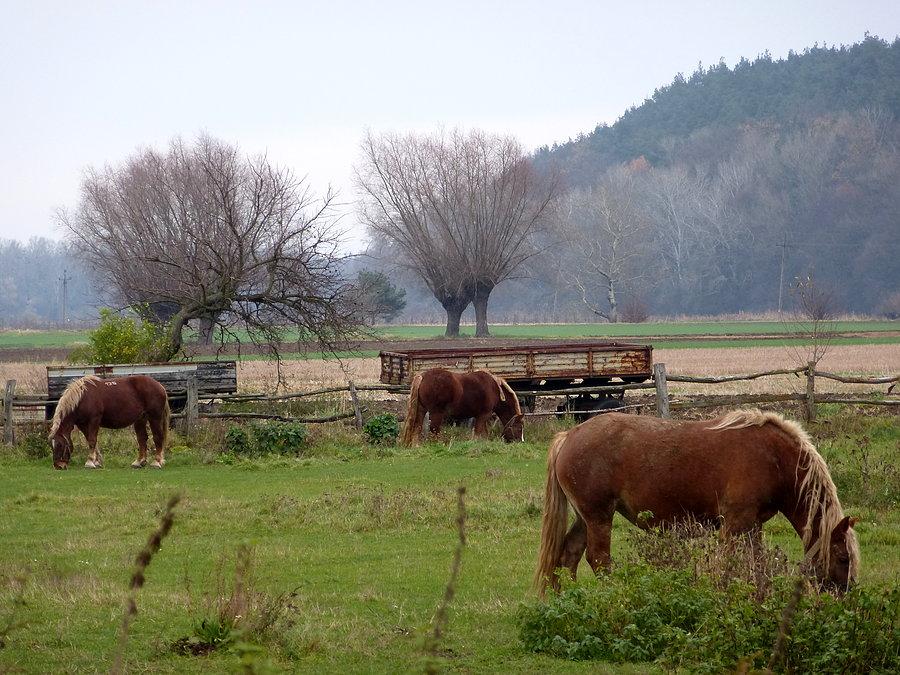 Hodowla starogrodzka