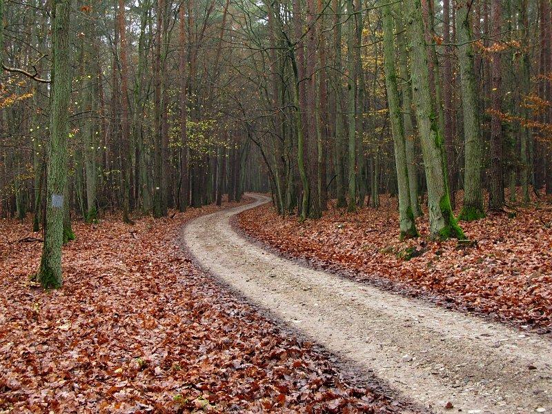Puszcza Zelonka - tą drogą przejechałem z Zielonki do Dąbrówki kościelnej