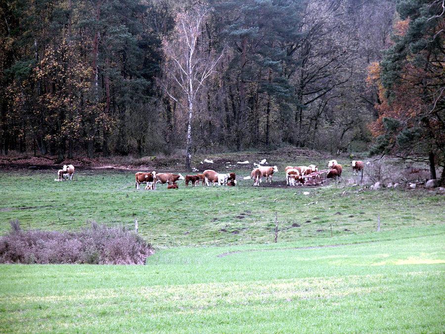 Krowy ciągle na pastwiskach - Plöwen 11 listopada 13 r