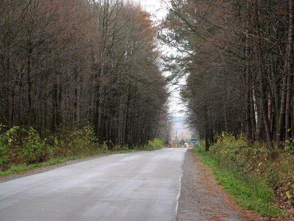 Asfalt przez las niedaleko Krebsówki