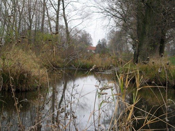 Szuwary w Bełżycach