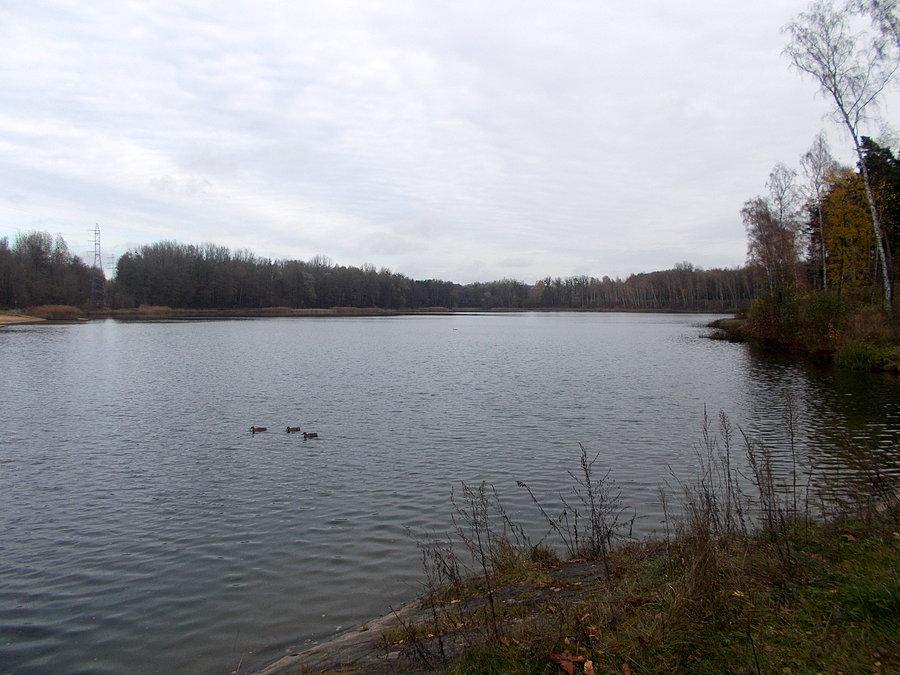 Rogożnik
