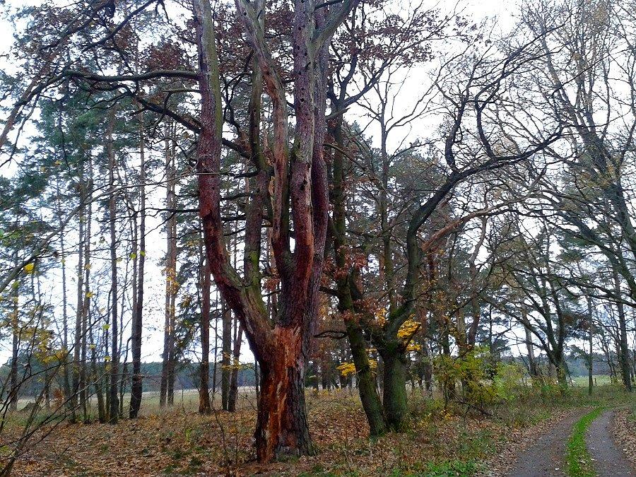 Martwa natura