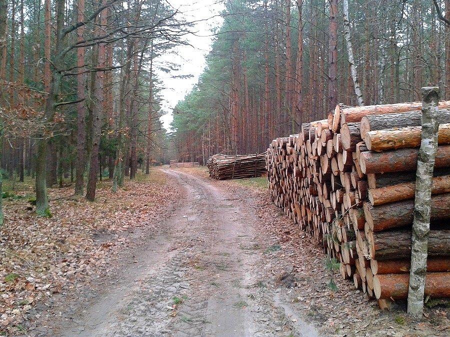 Leśny szlak przed Sownem