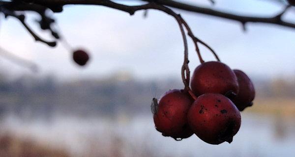 Ruska Strona. Kalina