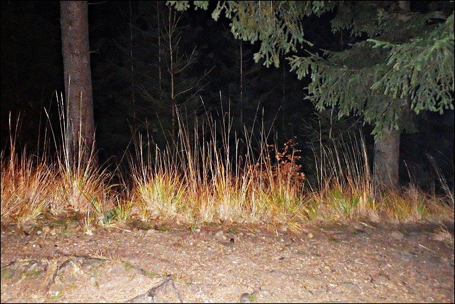 Droga do schroniska pod Śnieżnikiem w świetle czołówek