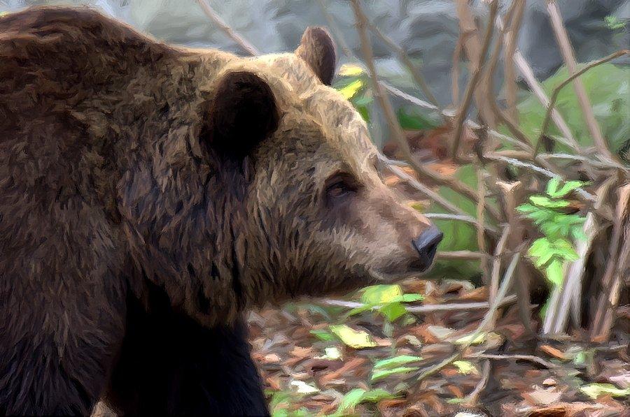 Fotosketcher - miś z Chorzowskiego zoo