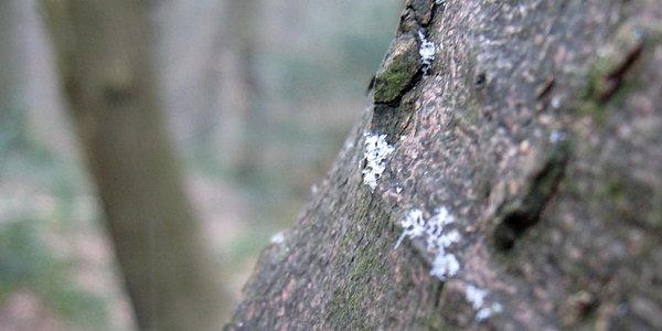 Dzisiaj spadł pierwszy śnieg tej zimy w Anglii a zjawiska tego doświadczyłem będąc w wąwozie rzeki Nidd