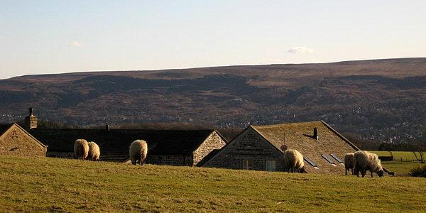 Owce. Prawie w Ilkley