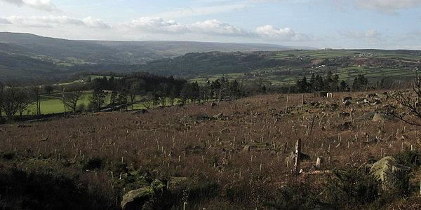 High Wood