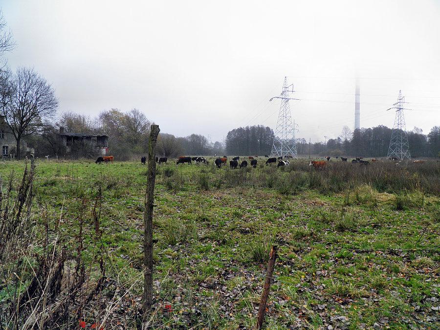 Polskie krowy są także odporne na chłody - zdjęcie spod Kombinatu Chemicznego Police