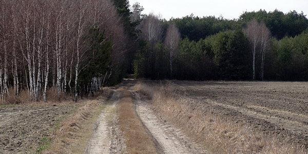 Husinka. Las Kniejówka