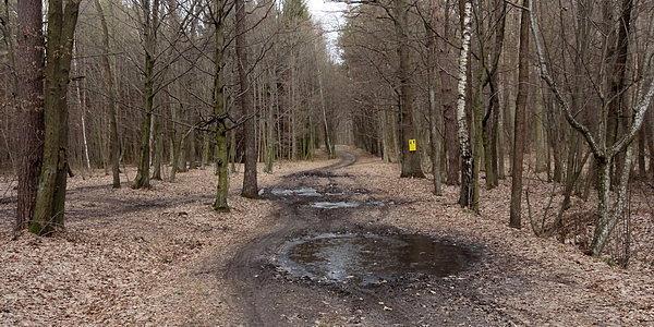 Las Grabarka. Po godzinie jazdy zrobiło mi się bardzo zimno w dłonie, więc wróciłem do domu