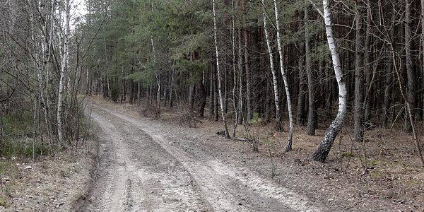 Husinka. Las Kniejówka