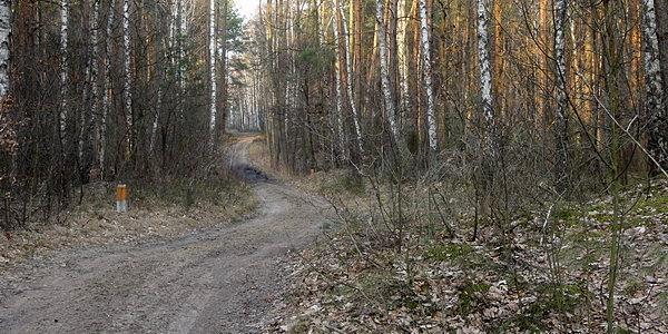 Las Grabarka. Na pieszym zielonym szlaku turystycznym