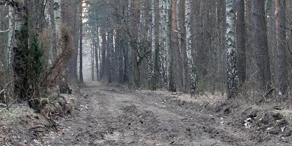 Leśna droga