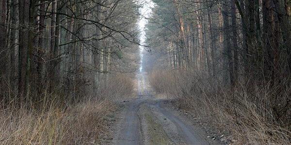 Leśna droga w stronę Kisielewa.. jeszcze tylko około 50 km do domu
