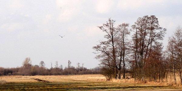 Podlaski przesąd mówi, że ujrzenie pierwszego bociana w locie przynosi chyżość nóg