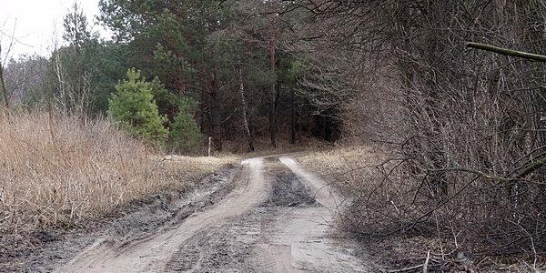Las Grabarka rozjeżdżony