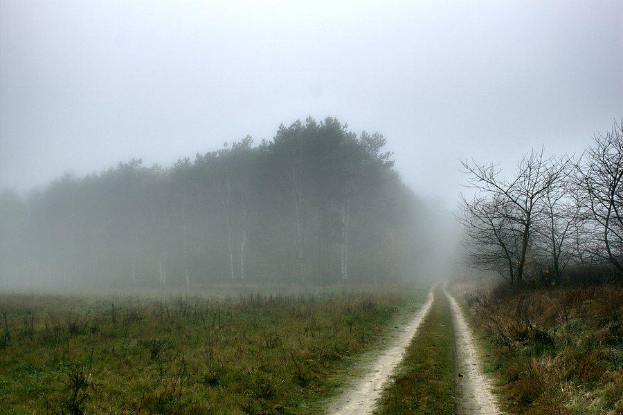 Z Grzędzic do lasu