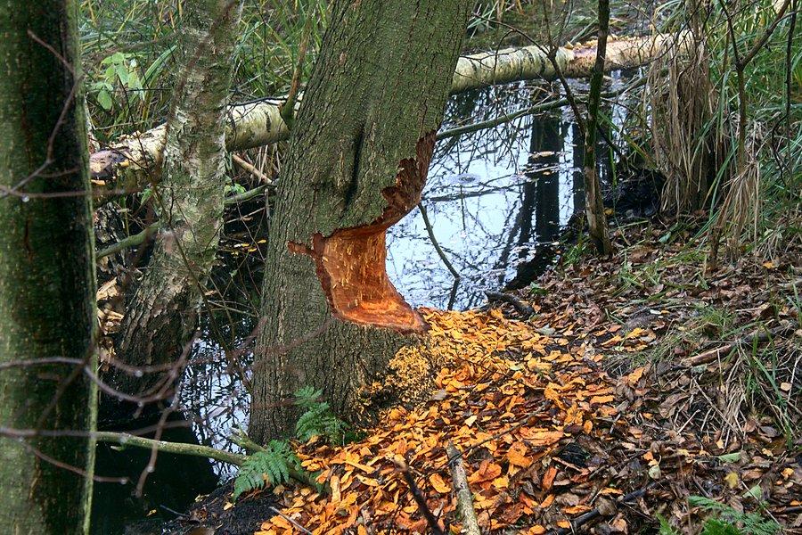 Bobrowe robótki