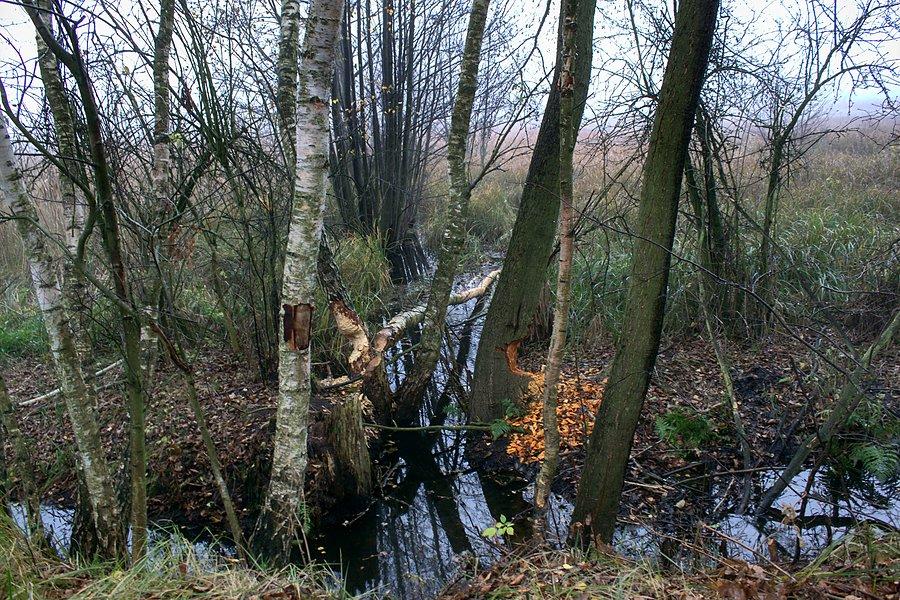 Bobrowe robótki