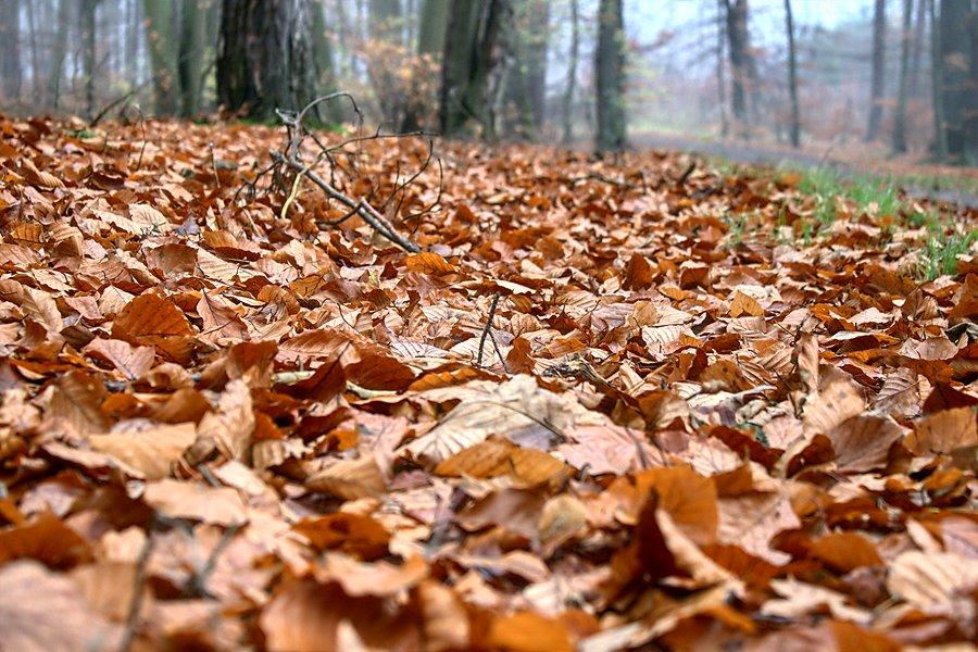 Jesień już tylko na ziemi