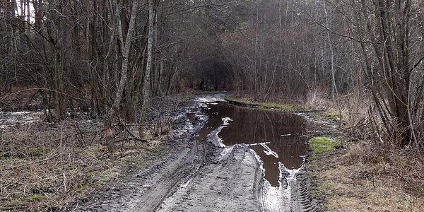 Las Kniejówka. Wodna przeszkoda terenowa i podmokły teren dookoła