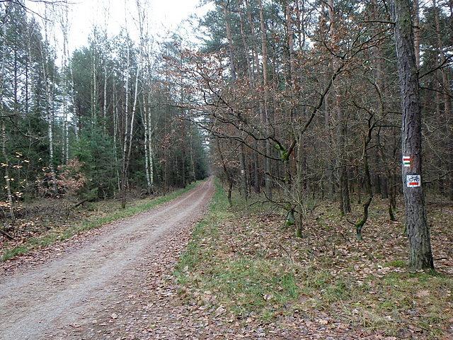 Las Gdański jesienią