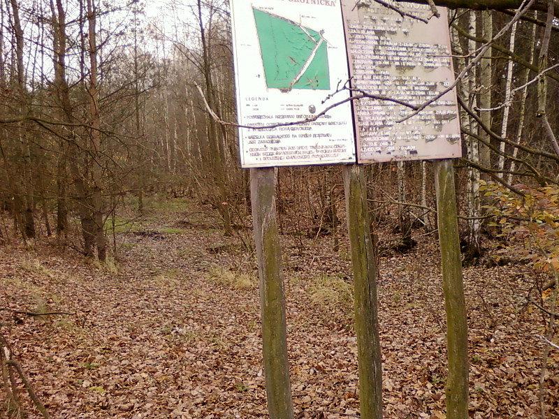 Rezerwat Dąbrowa Grotnicka