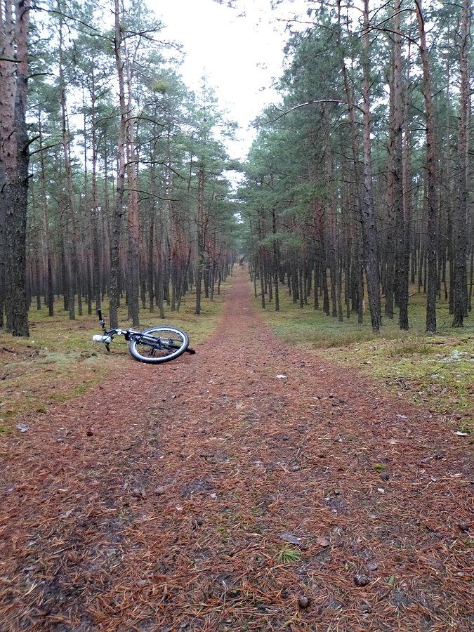 Leśny zjazd w jesiennych barwach