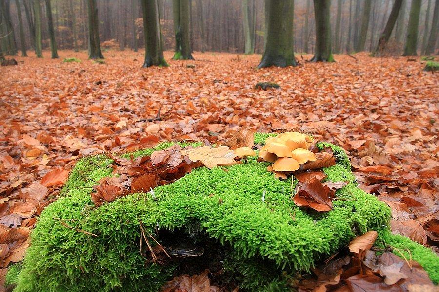 Puszcza Wkrzańska