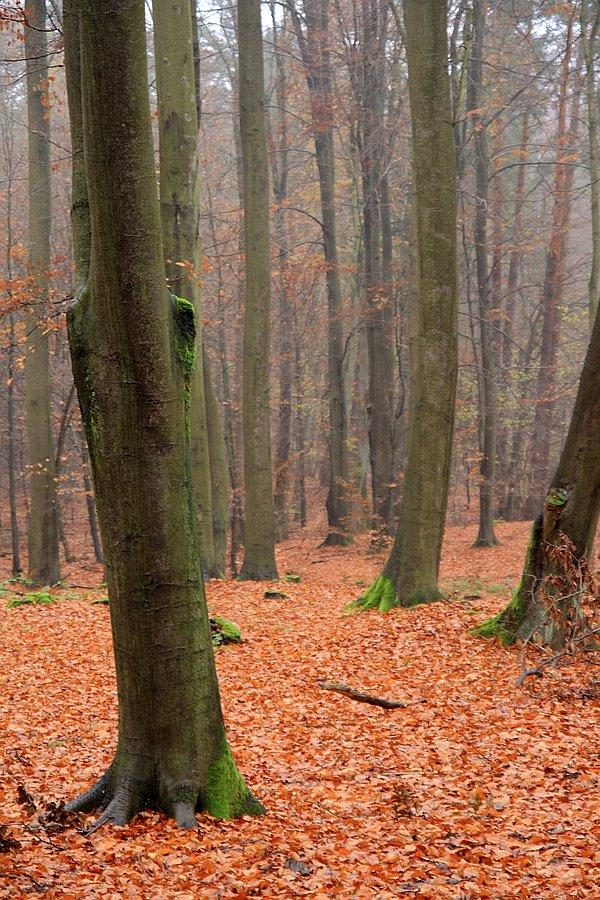 Puszcza Wkrzańska
