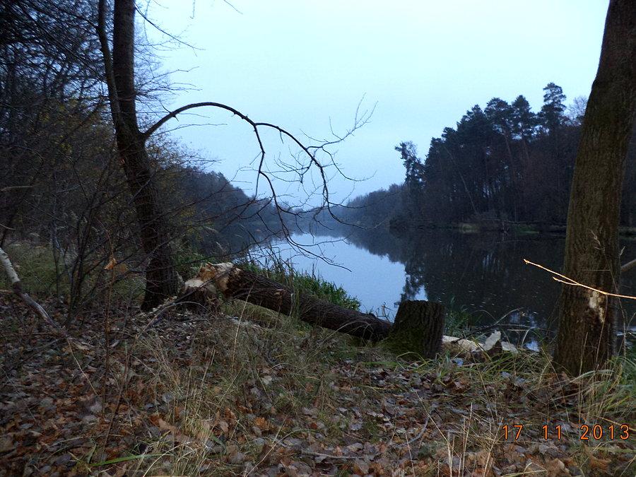 Ślady bobrów nad Bobrem