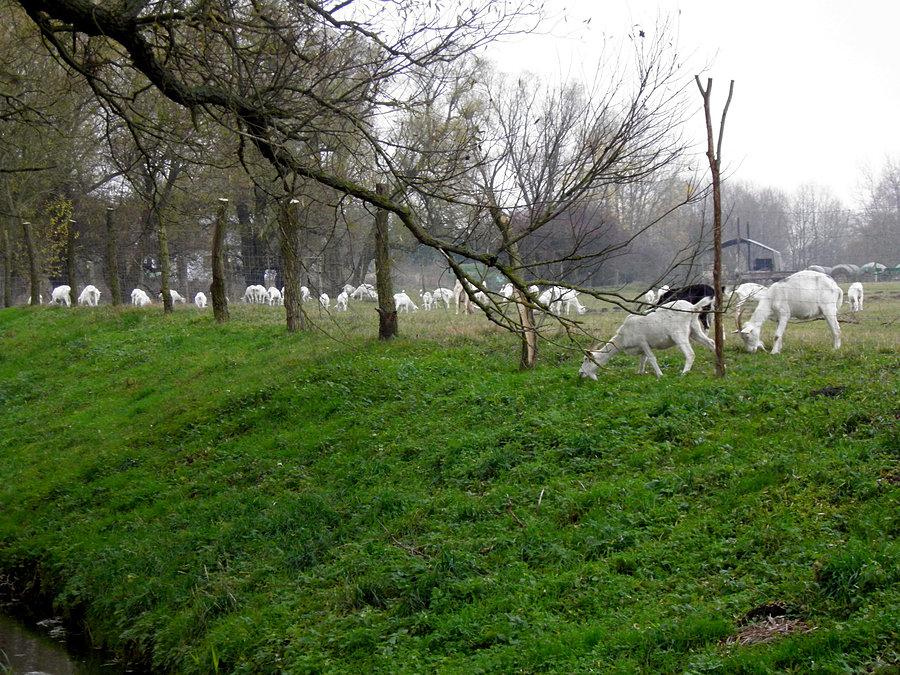 Na pastwisku na skraju Wołczkowa - hodowla kóz